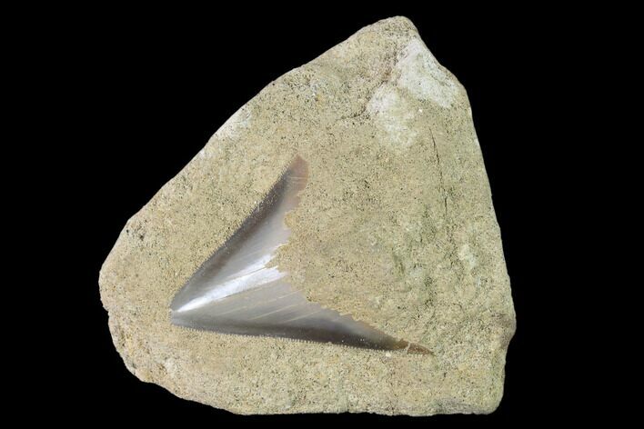Serrated, Fossil Megalodon Tooth Still In Limestone - Indonesia #148975